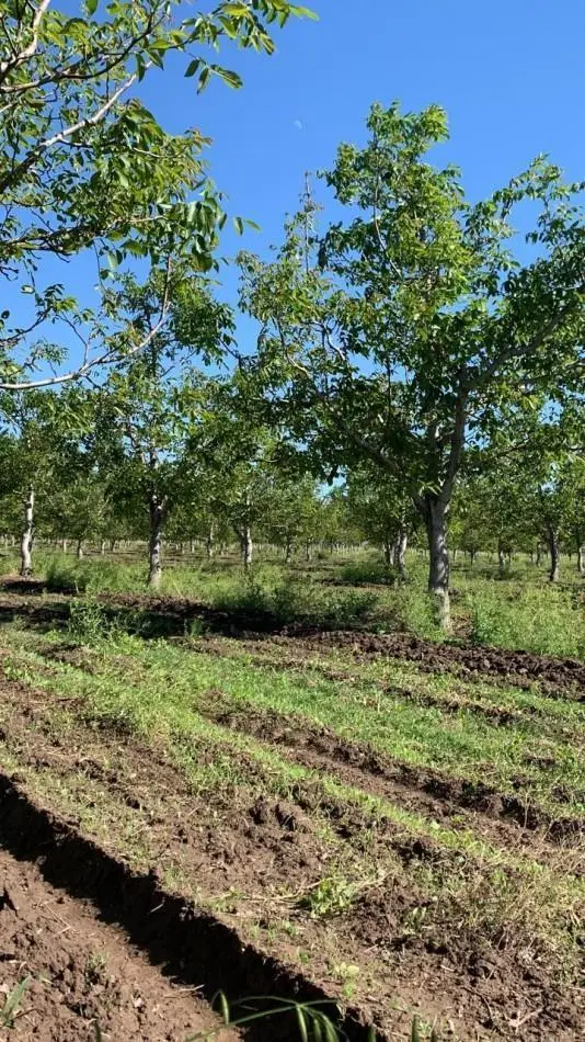 Inversion Agricola | Finca de 12 ha con Nogales Chandler en Produccion 2