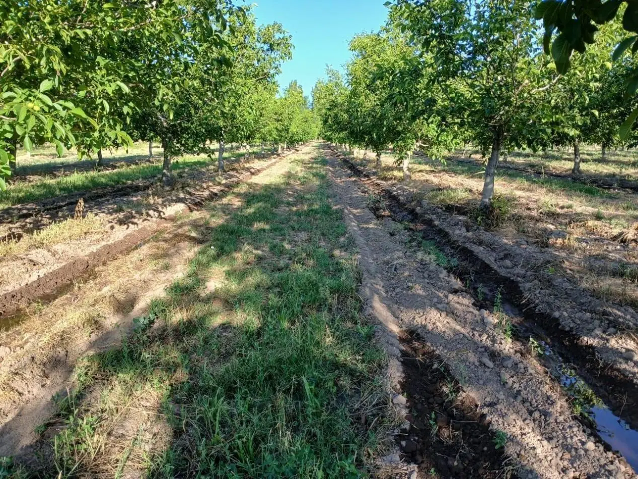 Inversion Agricola | Finca de 12 ha con Nogales Chandler en Produccion 5