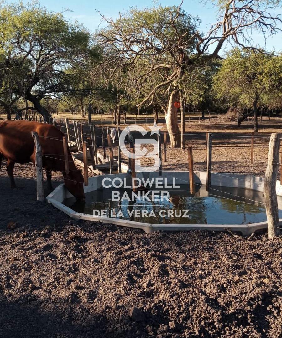 Foto de ALQUILER-EXCELENTE CAMPO GANADERIA DE CRIA, imagen 2