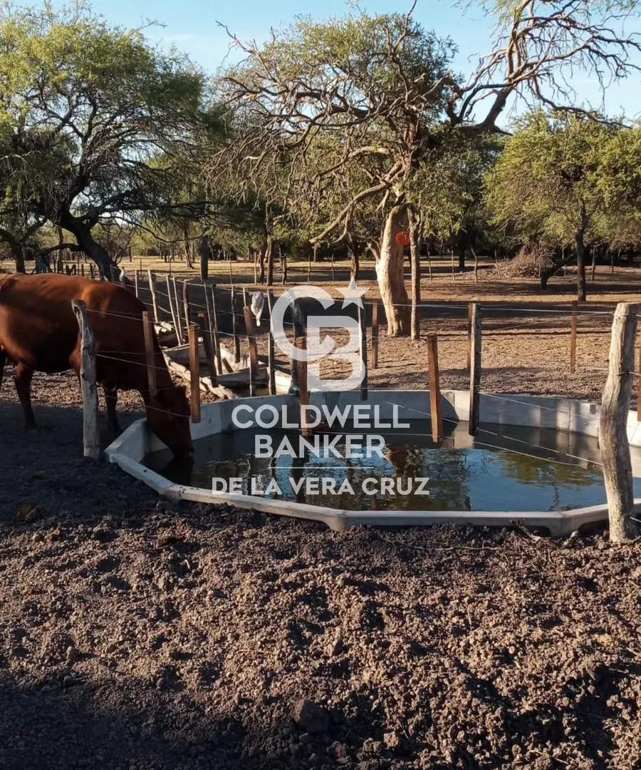 ALQUILER-EXCELENTE CAMPO GANADERIA DE CRIA 2