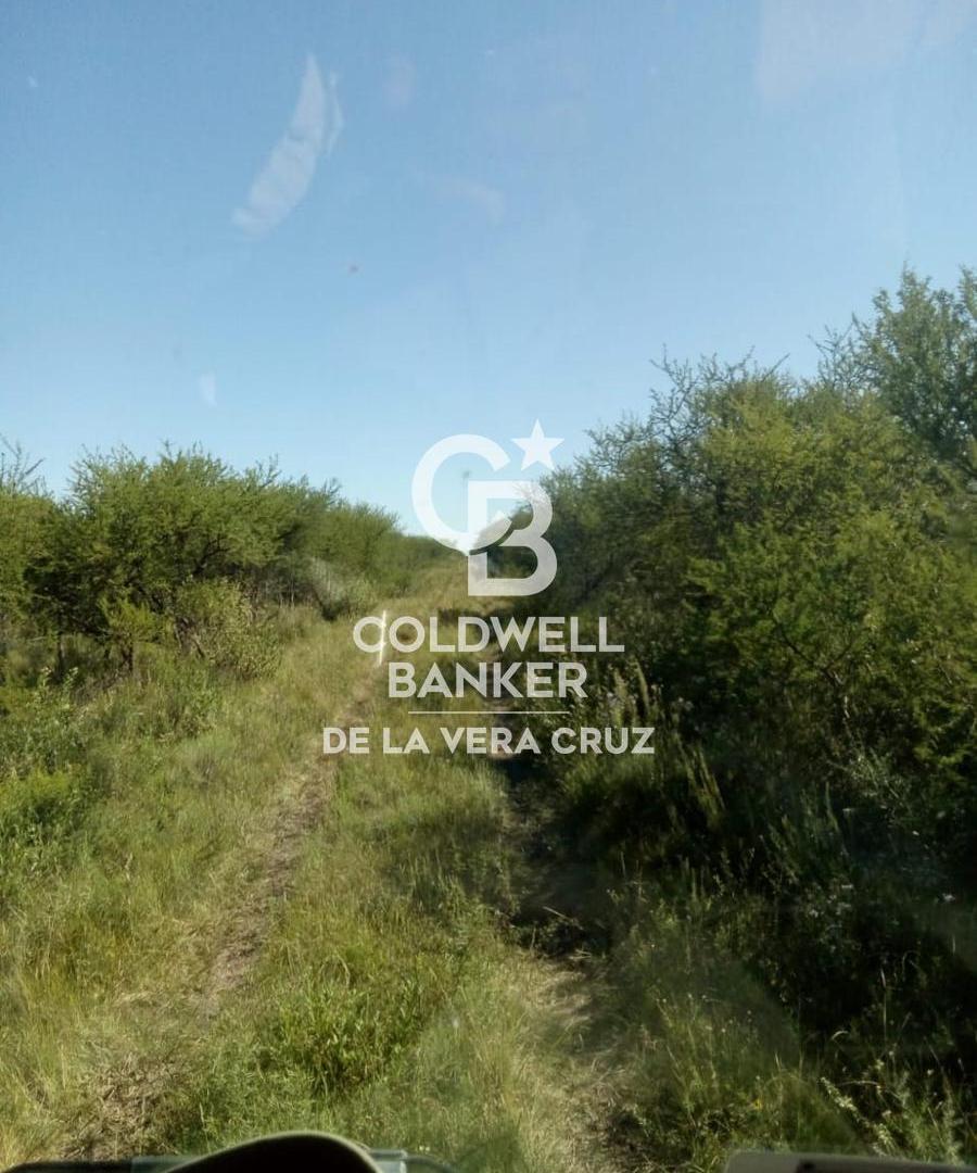Foto de ALQUILER-EXCELENTE CAMPO GANADERIA DE CRIA, imagen 1