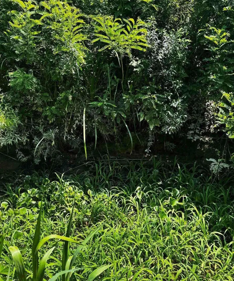 TERRENO EN VENTA ESCOBAR 3 HECTAREAS RUTA 25 5