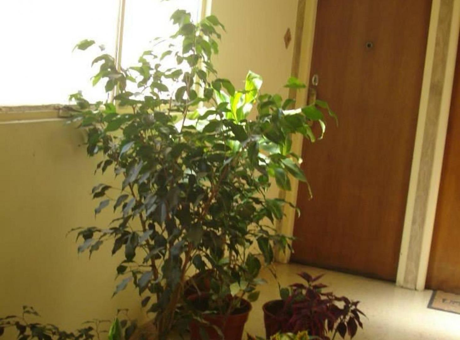 Foto de DEPARTAMENTO EN ALQUILER 2 AMBIENTES EN PALERMO, imagen 4