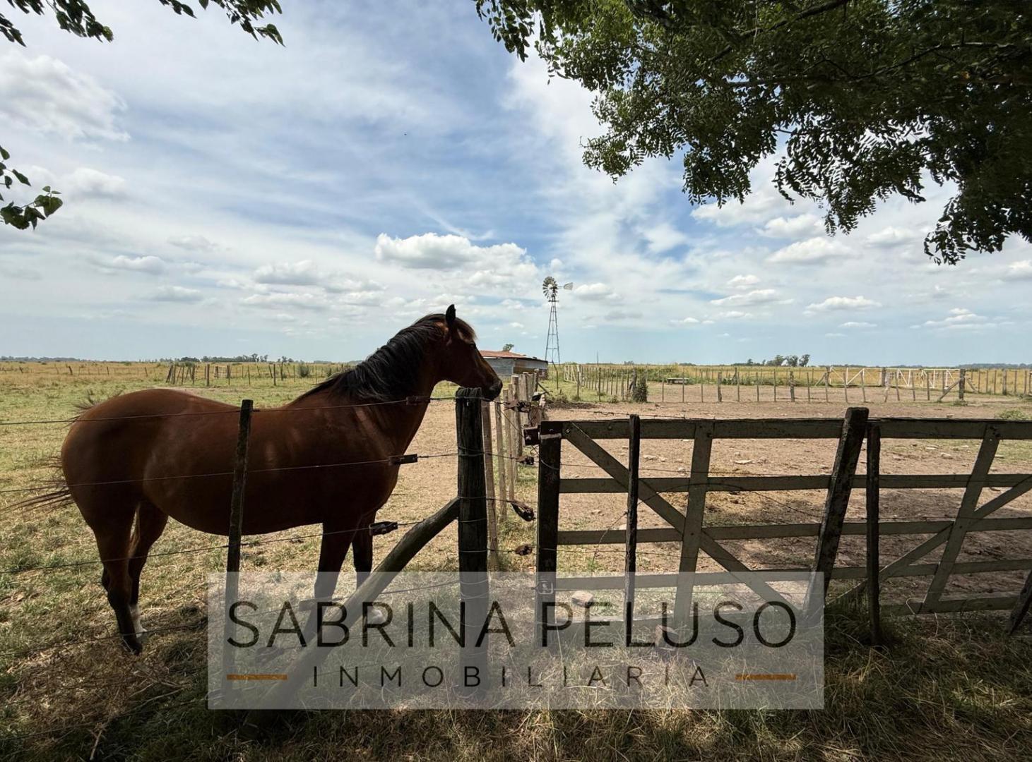 Foto de Campo en Cañuelas 178ha, imagen 5