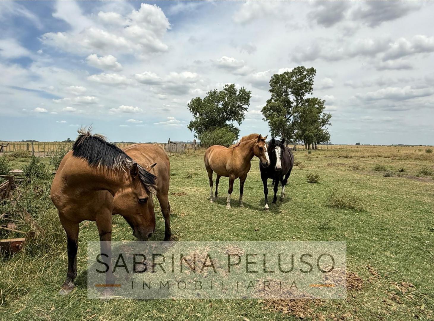 Foto de Campo en Cañuelas 178ha, imagen 2