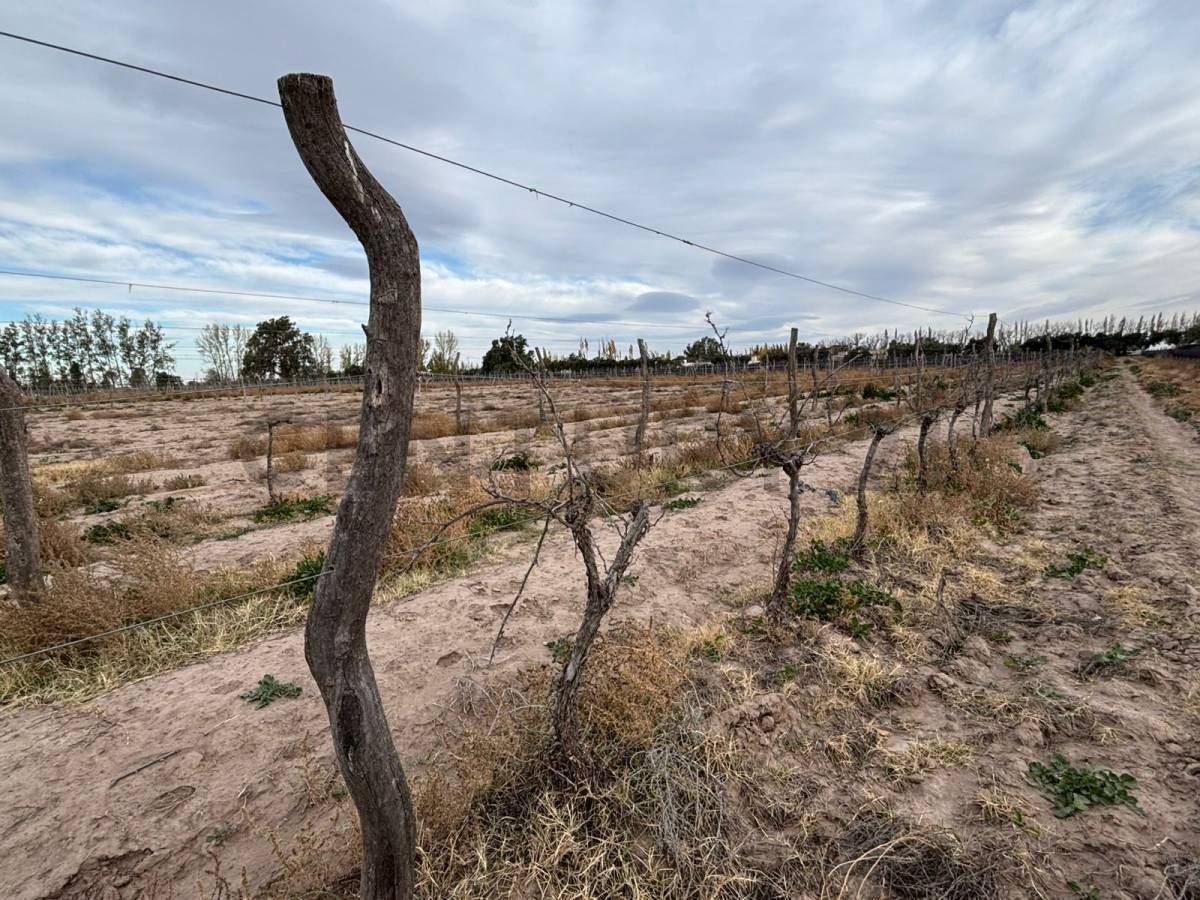 Foto de VENTA DE CAMPO DE 2.7 HA EN SAN RAFAEL MENDOZA. ID: 343654, imagen 5