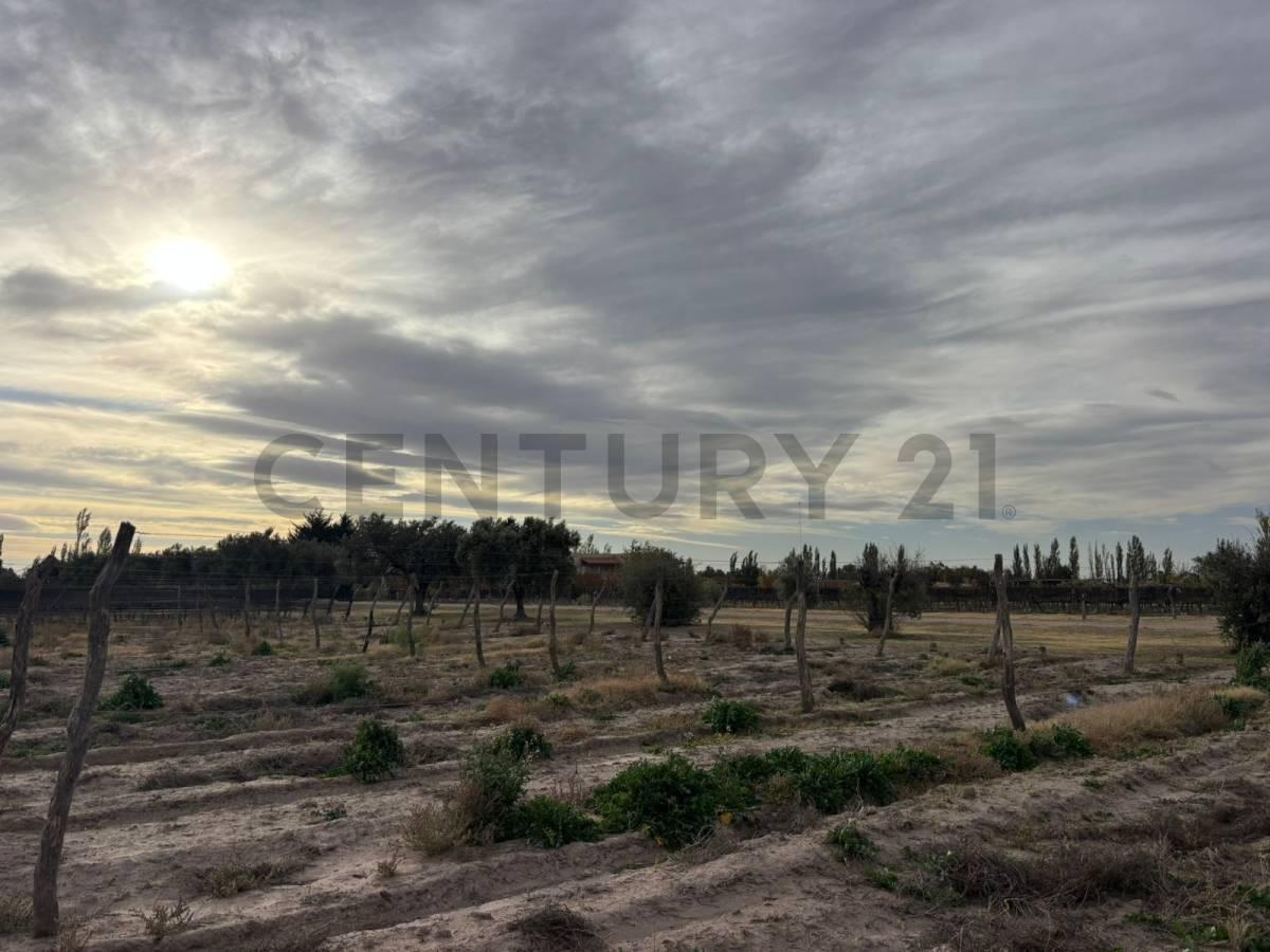 Foto de VENTA DE CAMPO DE 2.7 HA EN SAN RAFAEL MENDOZA. ID: 343654, imagen 4