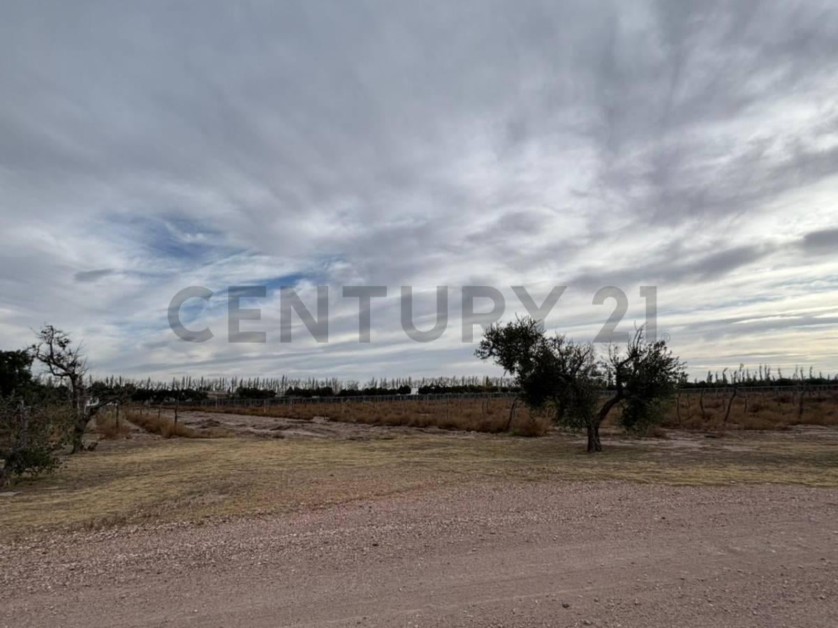 Foto de VENTA DE CAMPO DE 2.7 HA EN SAN RAFAEL MENDOZA. ID: 343654, imagen 3