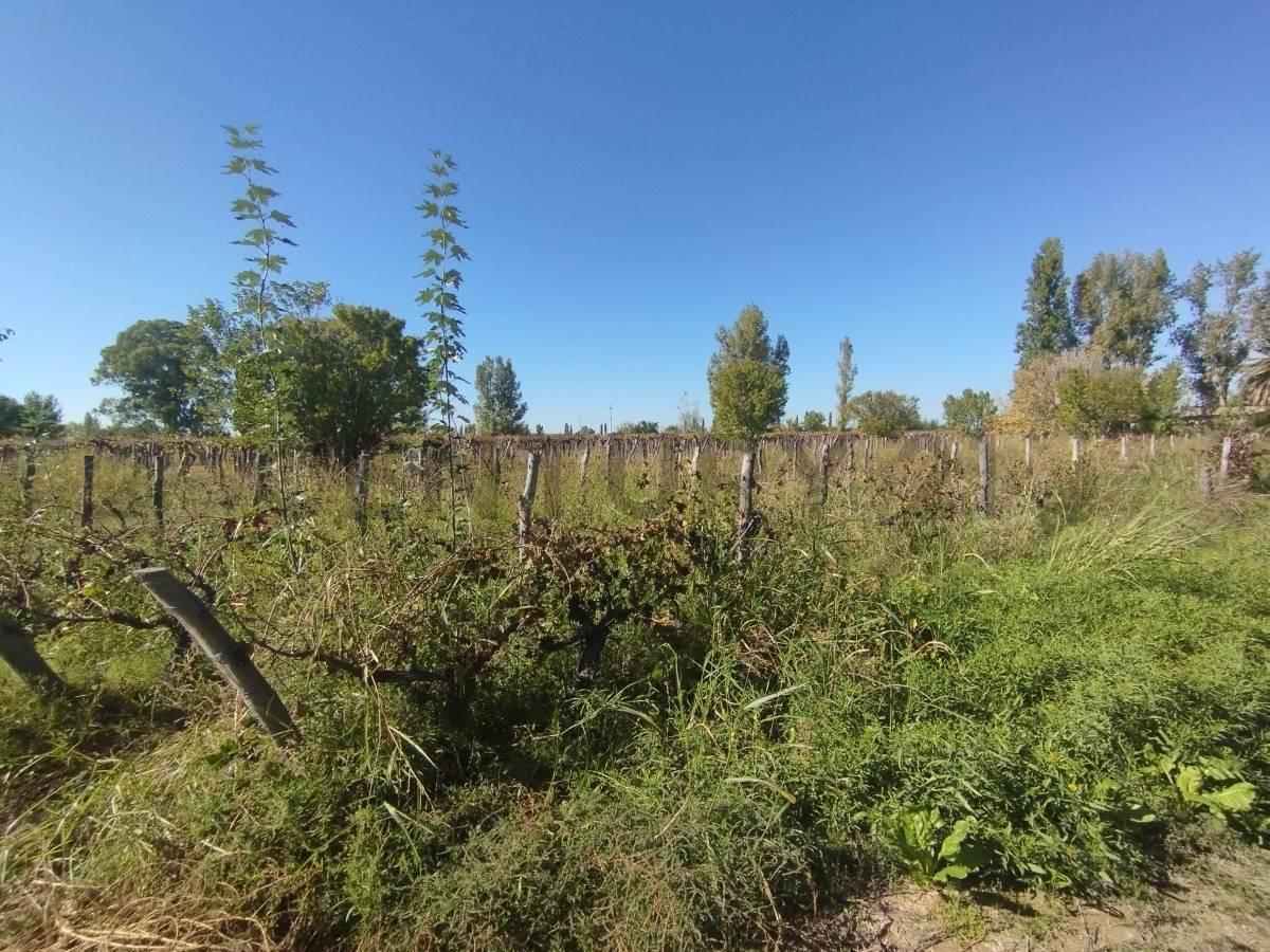 Foto de VENTA DE FINCA 12 HA, LA PEGA, LAVALLE. ID: 319764, imagen 3