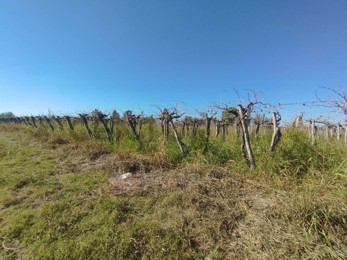 Foto de VENTA DE FINCA 12 HA, LA PEGA, LAVALLE. ID: 319764, imagen 5