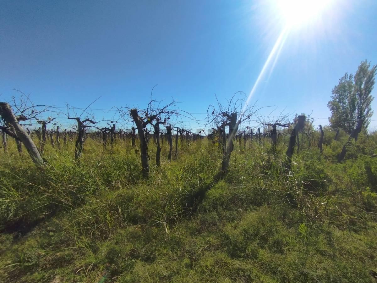 Foto de VENTA DE FINCA 12 HA, LA PEGA, LAVALLE. ID: 319764, imagen 2