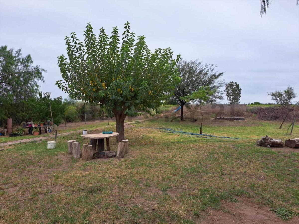 Foto de VENTA DE CASA CON AMPLIO TERRENO EN COSTA DE ARAUJO, LAVALLE, MENDOZA, imagen 5