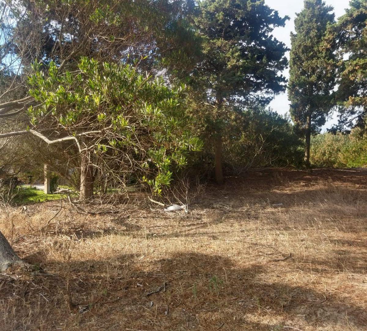 Lote. | Punta del Este 5