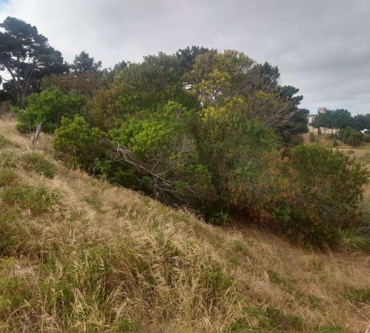 Lote. | Punta del Este 1