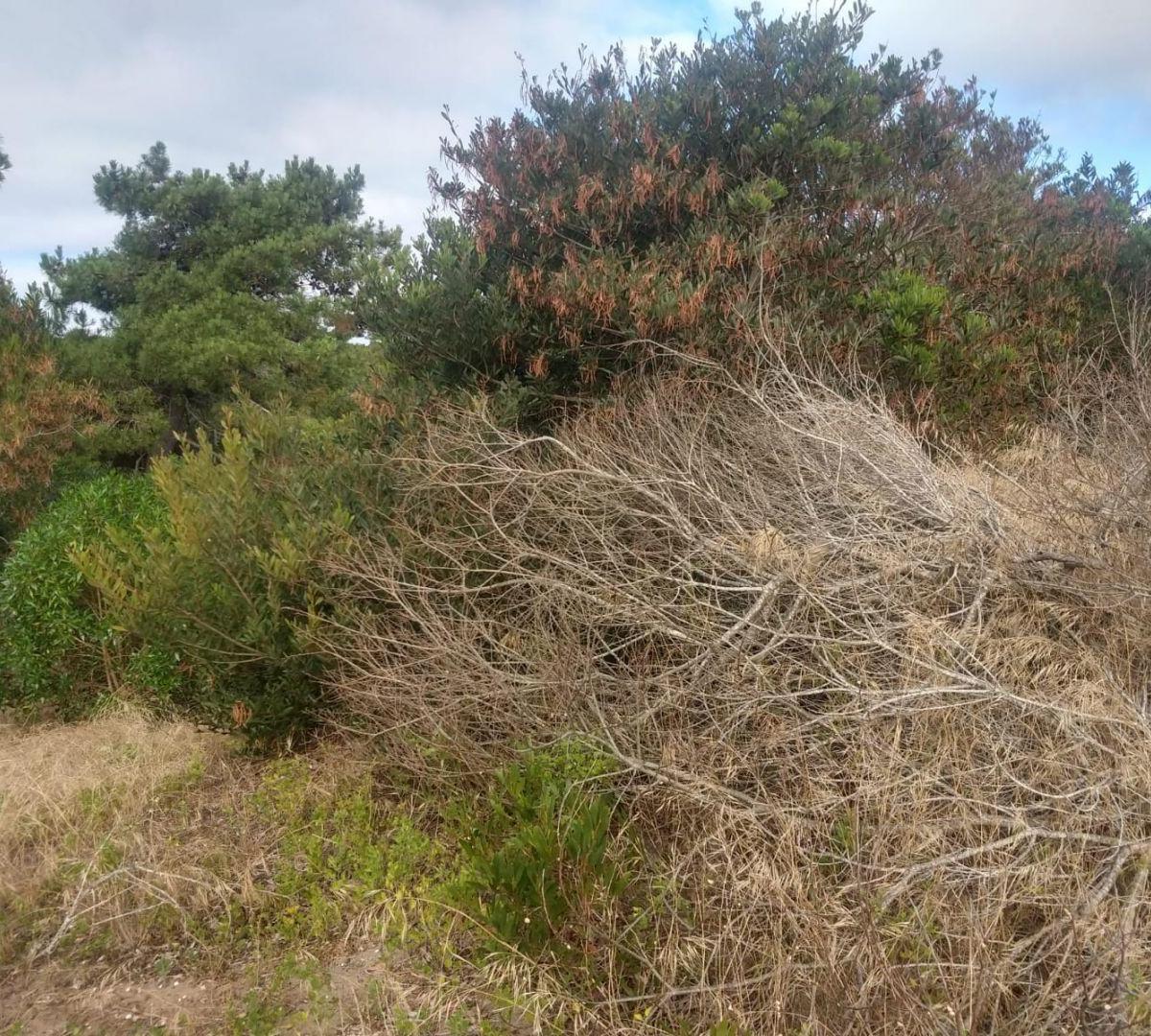 Lote. | Punta del Este 4