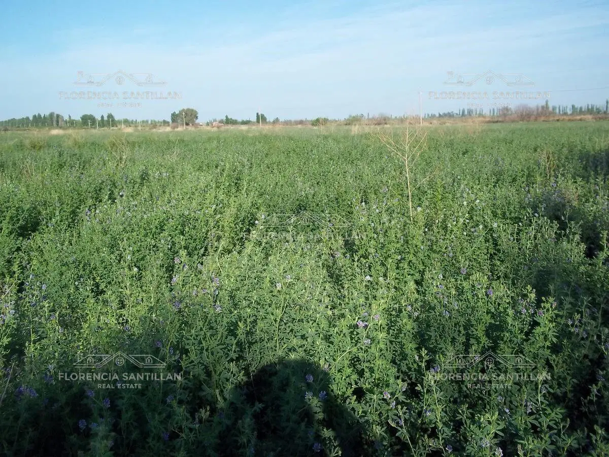 Casa Campo en Venta ubicado en San Rafael, Mendoza, Argentina 3