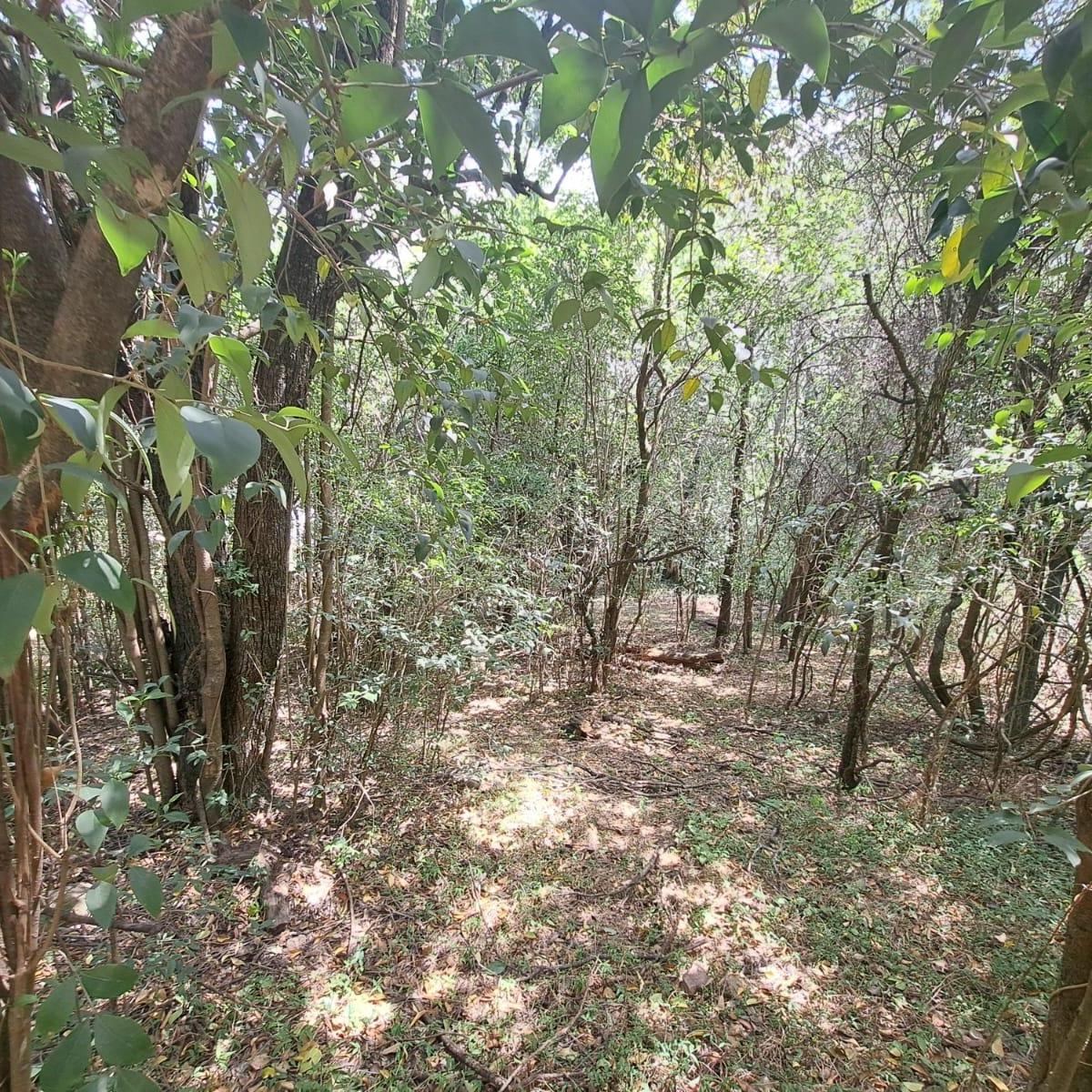 Foto de Se vende lote 1.200m2 en Salsipuedes, CON ESCRITURA!, imagen 4