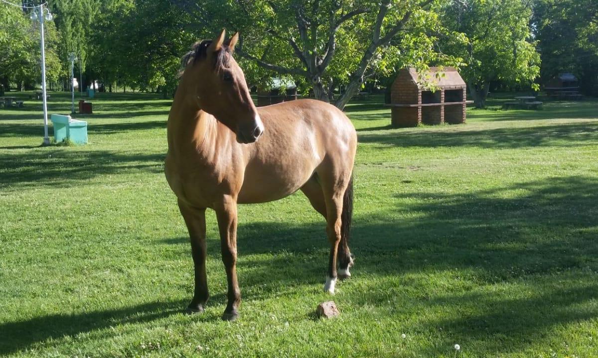 Vendo Camping + Campo 80.530 m, Los Árboles, Tunuyán, Mendoza 3