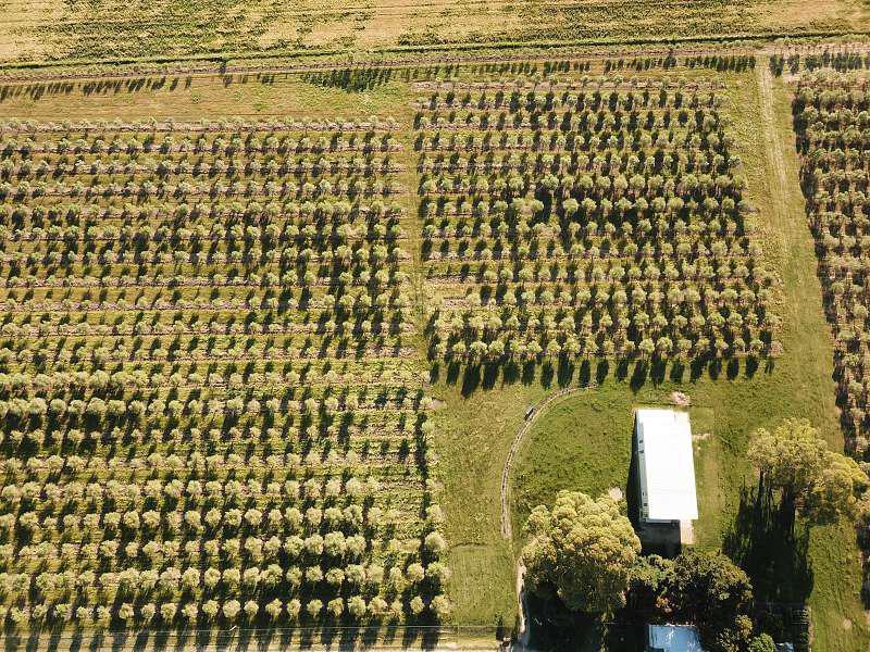 Foto de Campo de Olivos con almazara- 25 has(Colonia), imagen 2