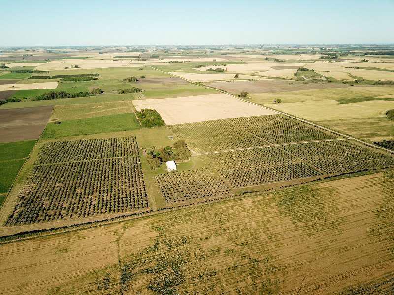 Foto de Campo de Olivos con almazara- 25 has(Colonia), imagen 5