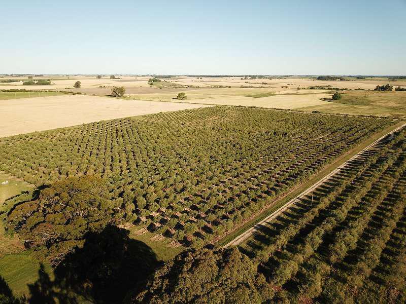 Foto de Campo de Olivos con almazara- 25 has(Colonia), imagen 1