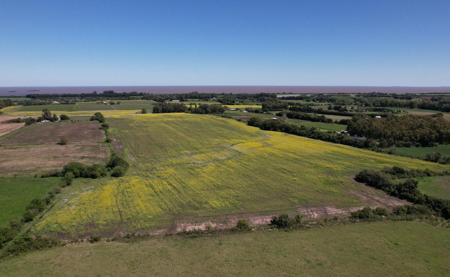 Foto de Chacra de 15 hectáreas en venta en Colonia | Potencial de, imagen 2