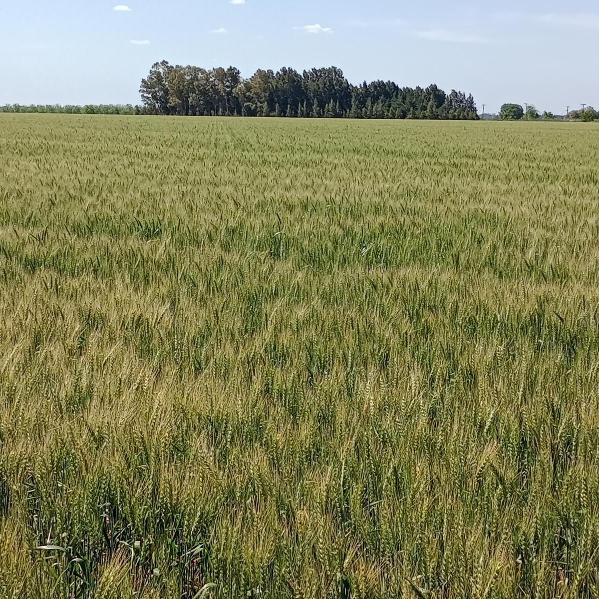 Chacra - Baradero 2