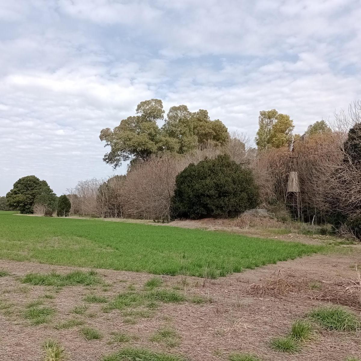 Chacra - Baradero 5