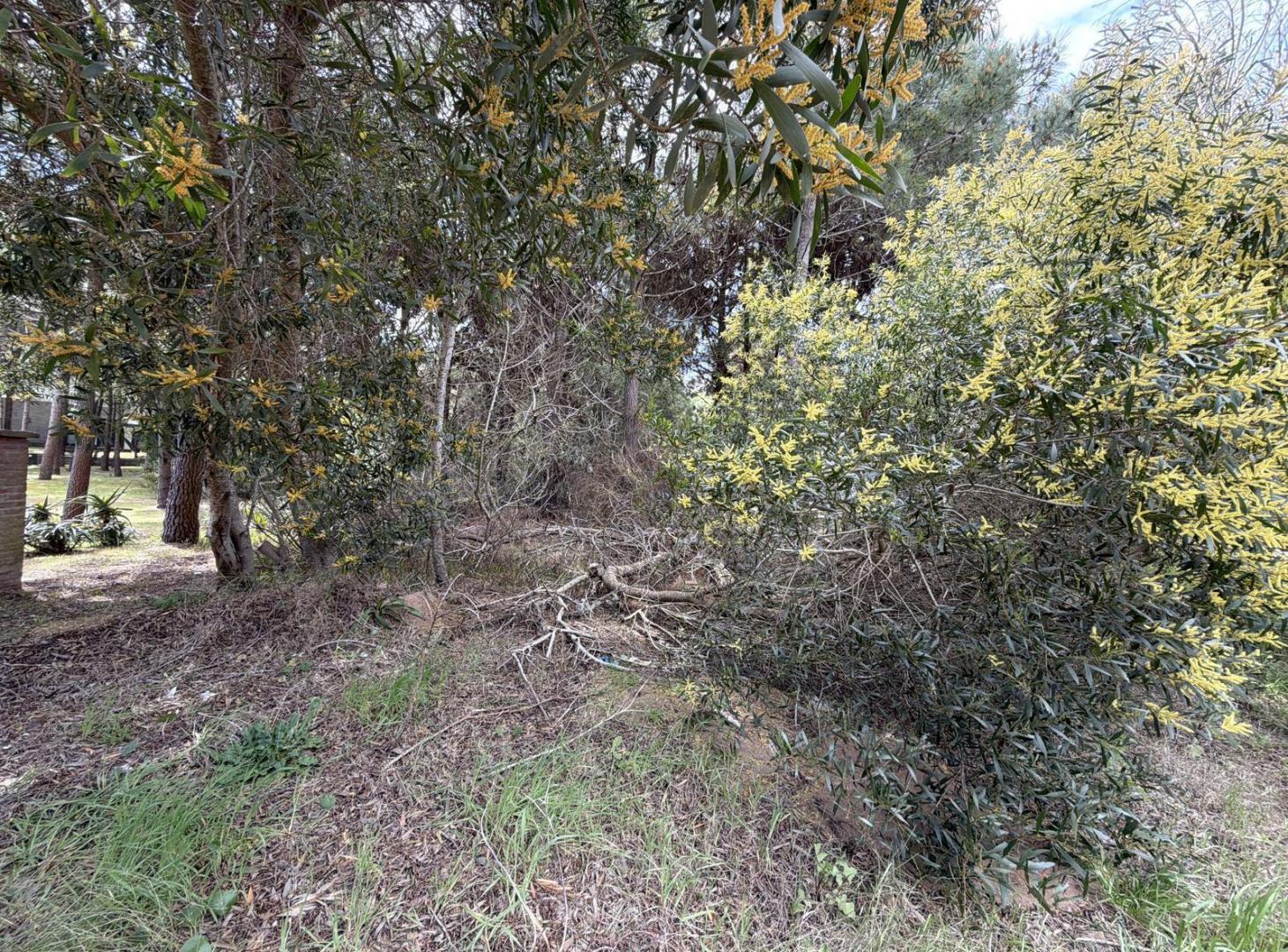 Foto de Terreno en Costa Esmeralda, imagen 2