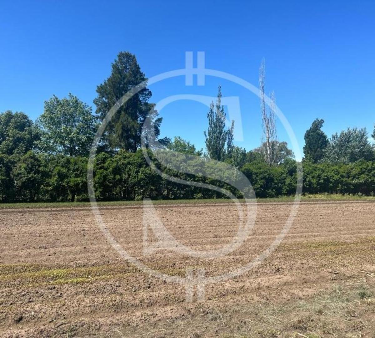 Campo Barrio Los Troncos 1.5 Ha Mercedes 2