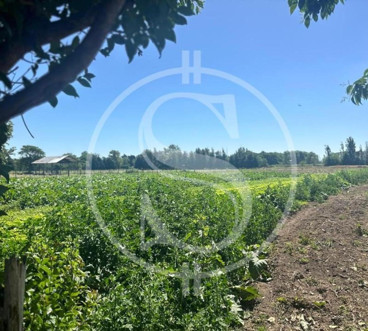 Campo Barrio Los Troncos 1.5 Ha Mercedes 5