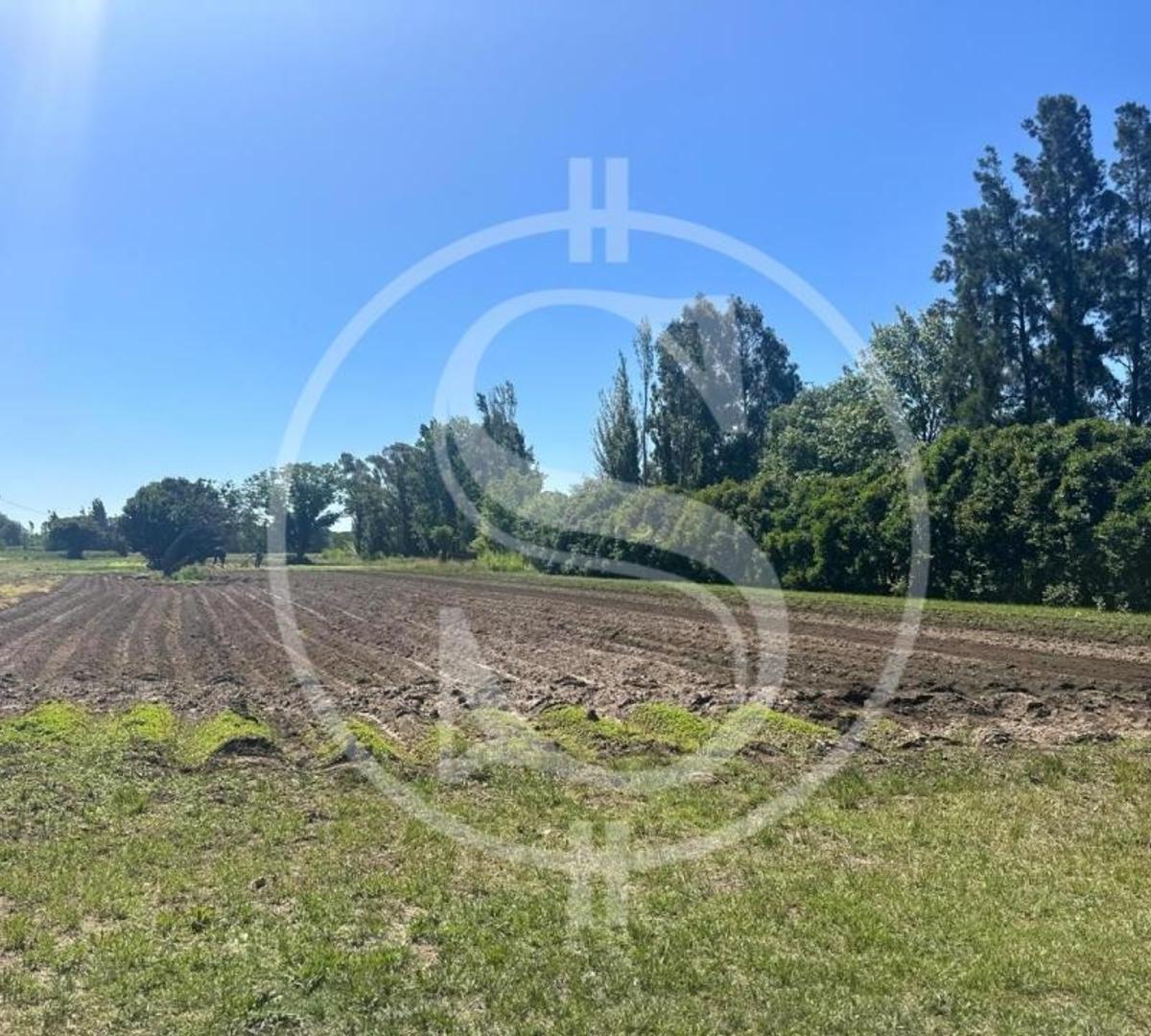 Campo Barrio Los Troncos 1.5 Ha Mercedes 4