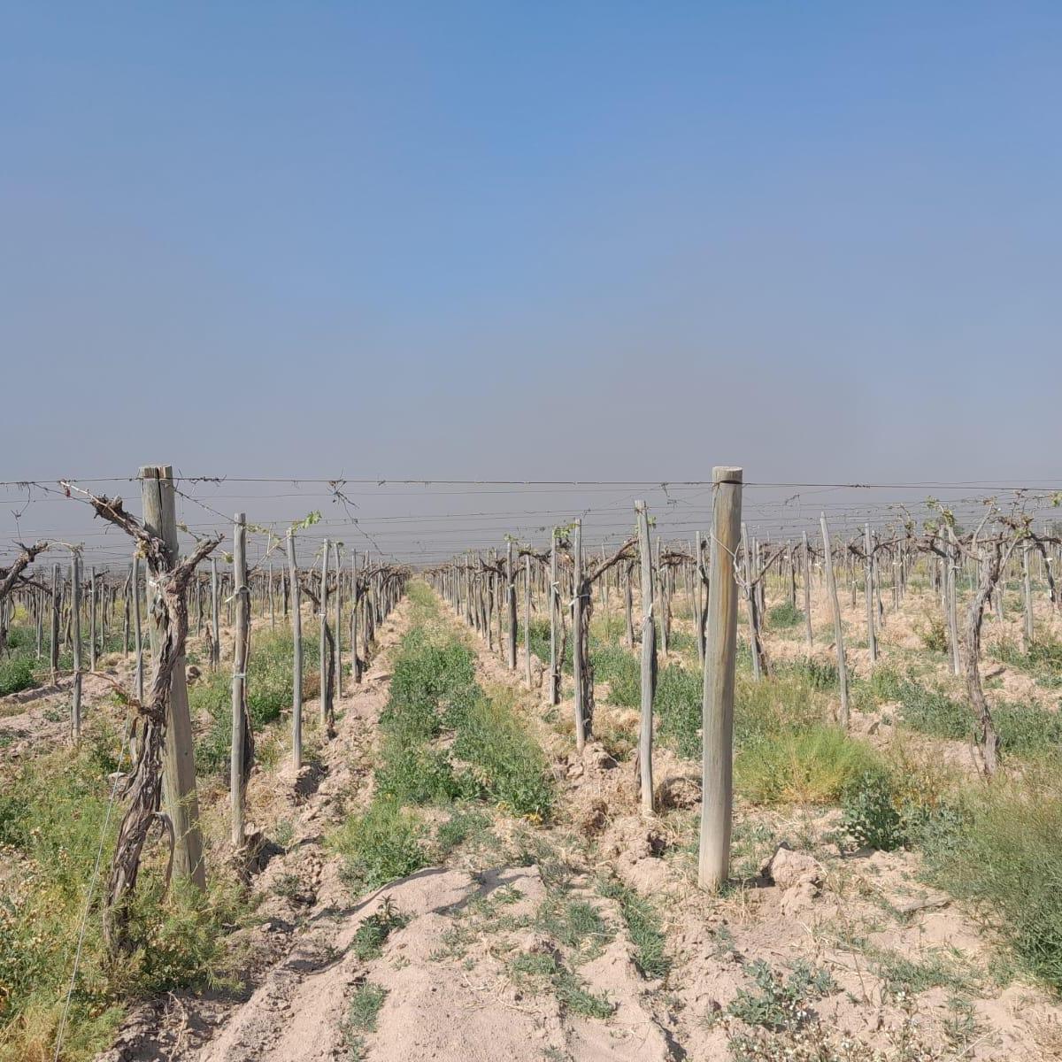 Finca Ugarteche Luján de Cuyo Mendoza 3