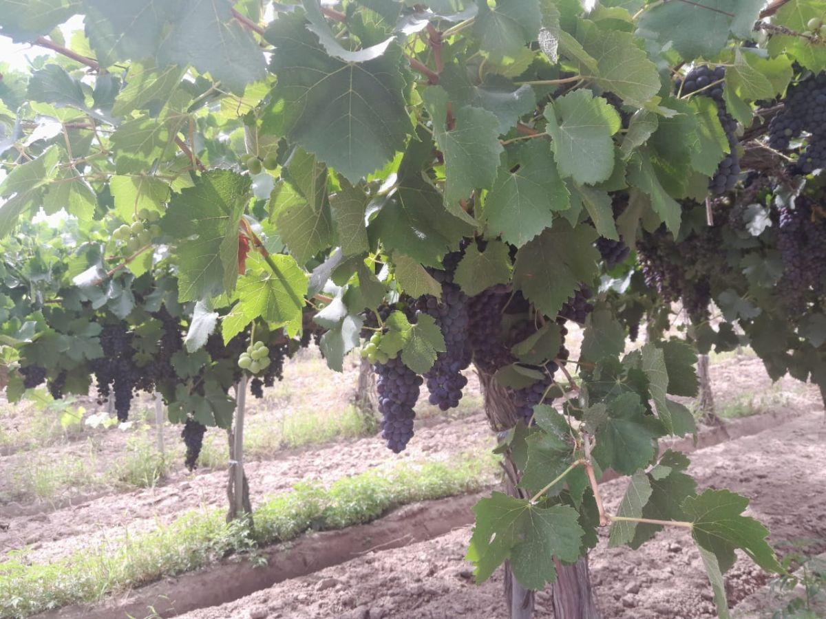 Foto de FINCA 53 HA. VIÑEDOS + AGUA PROPIA. Acceso Sur Ugarteche, Luján de, imagen 3
