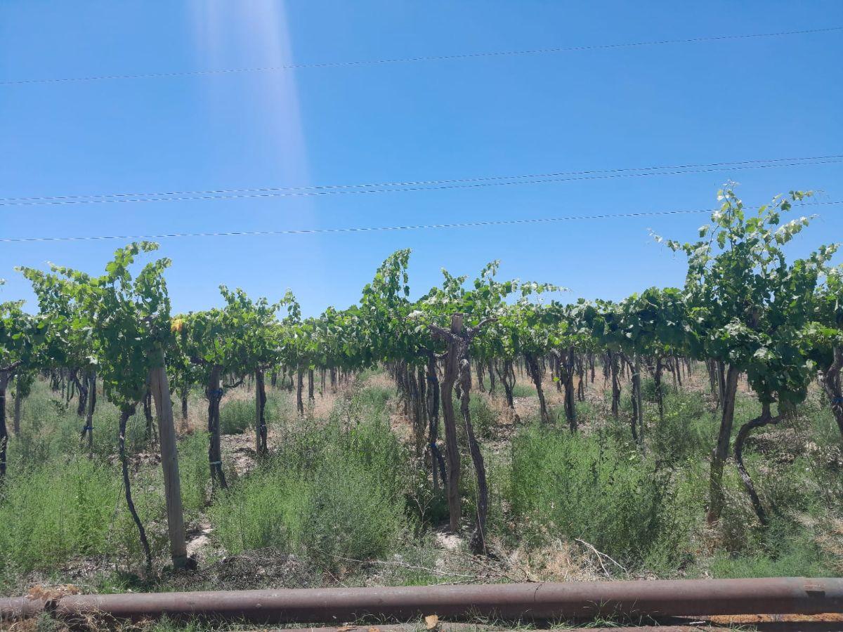 Foto de FINCA 53 HA. VIÑEDOS + AGUA PROPIA. Acceso Sur Ugarteche, Luján de, imagen 2