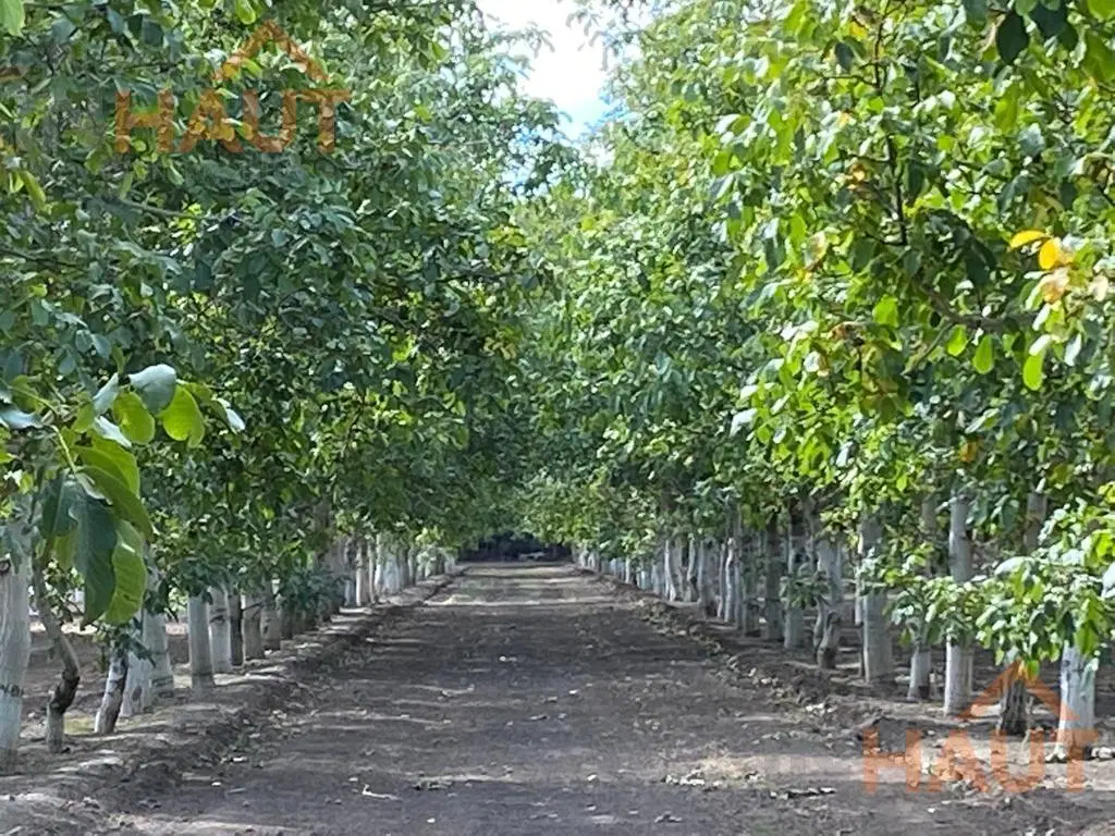 Venta Chacra General Roca 7.5Ha 3