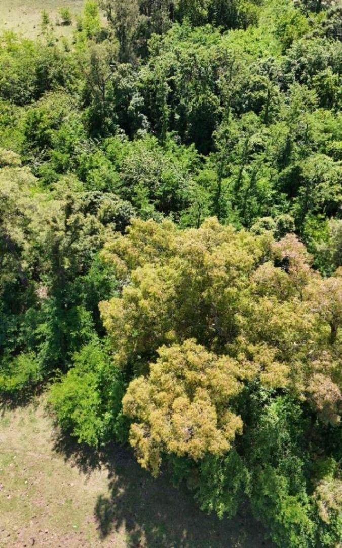 Foto de Campo en venta de 53ha ubicado en Saladillo, imagen 2