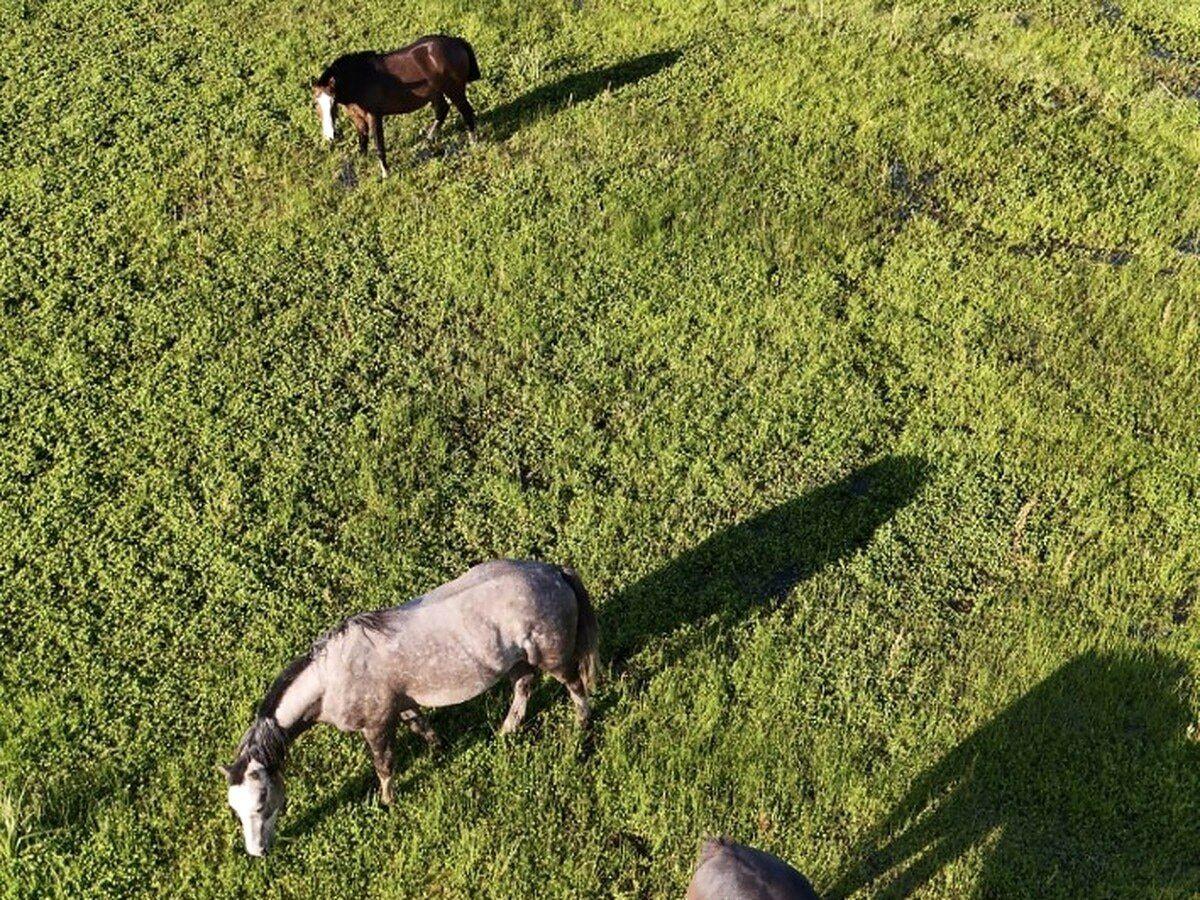 Foto de Campo en venta de 68 Hectáreas ubicado en Saladillo, imagen 4