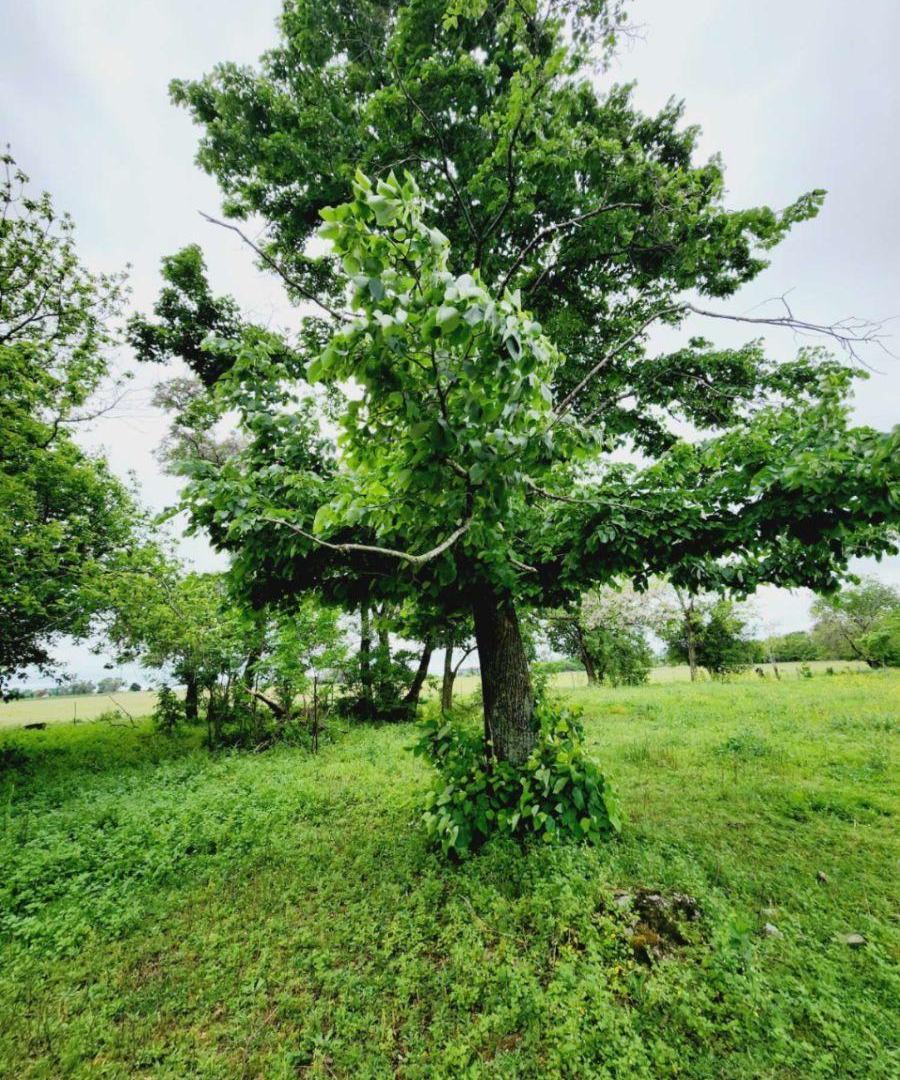 Foto de Terreno / Lote en venta de 2719m2 ubicado en Cazón, imagen 3