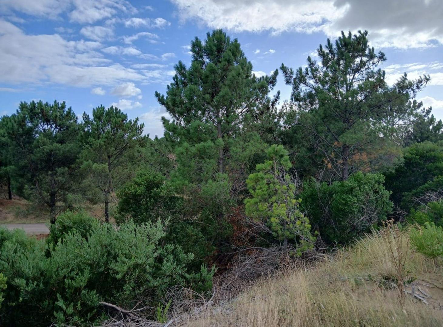 Foto de Lote en Venta 8076mts2 Bahia de los Moros Loberia, imagen 2