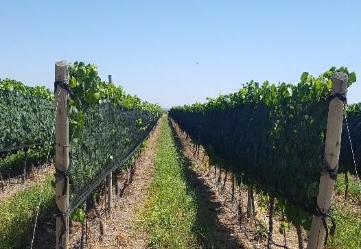 Foto de VENTA VIÑEDO -SAN CARLOS- VALLE DE UCO MENDOZA, imagen 2