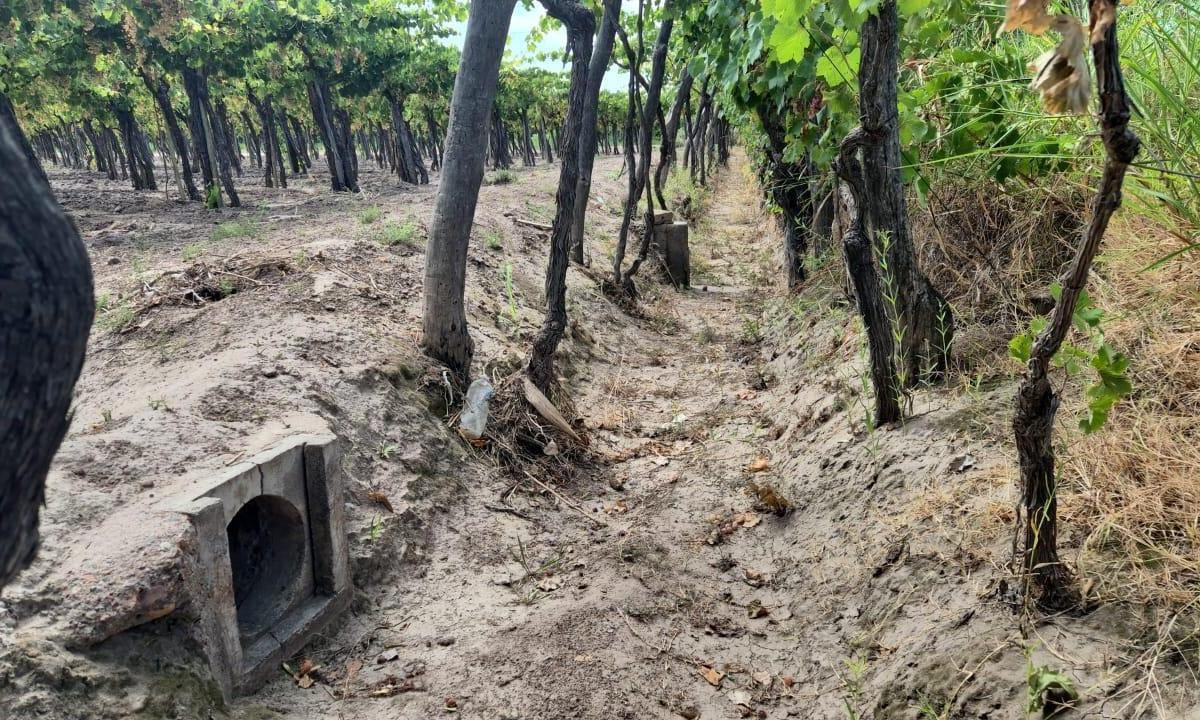 Vende Finca, Sobre Carril Montecaseros, San Martín, Mendoza 3