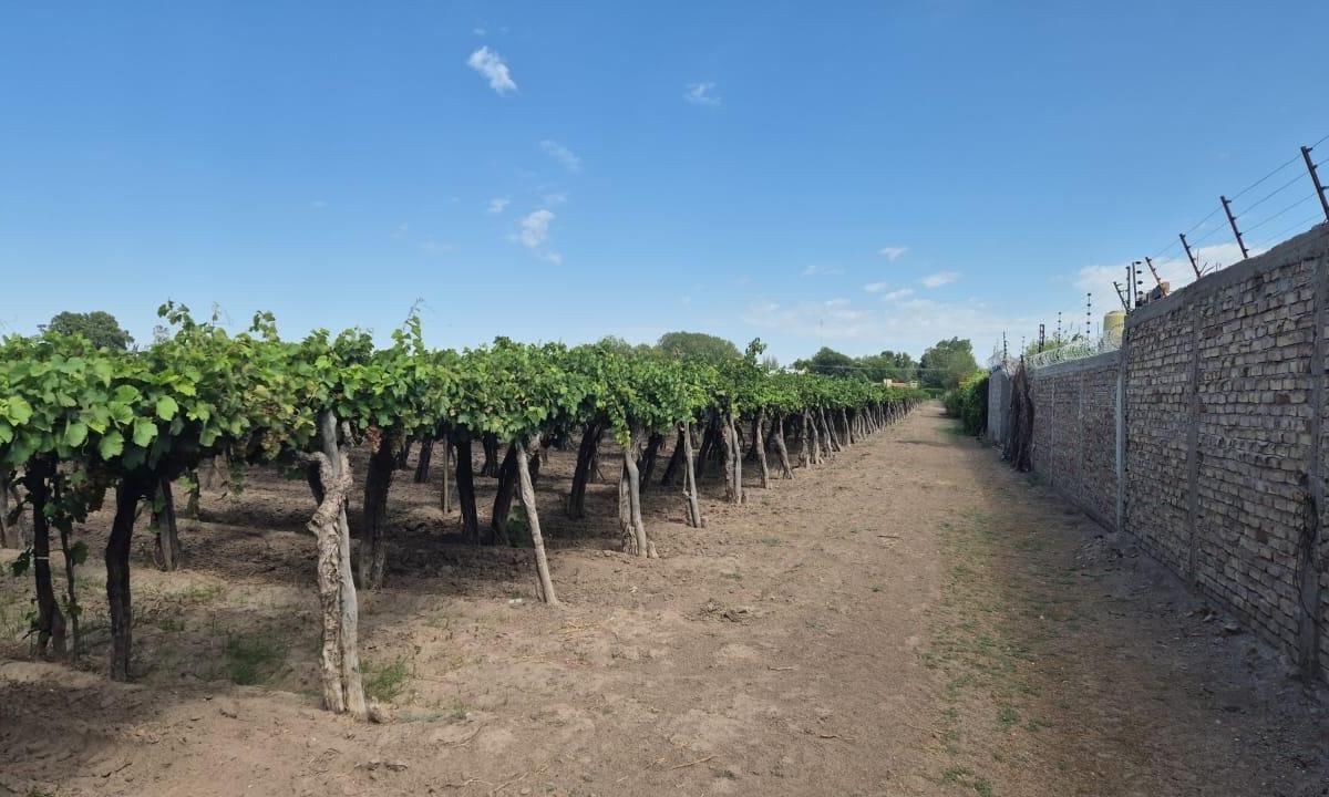 Vende Finca, Sobre Carril Montecaseros, San Martín, Mendoza 2
