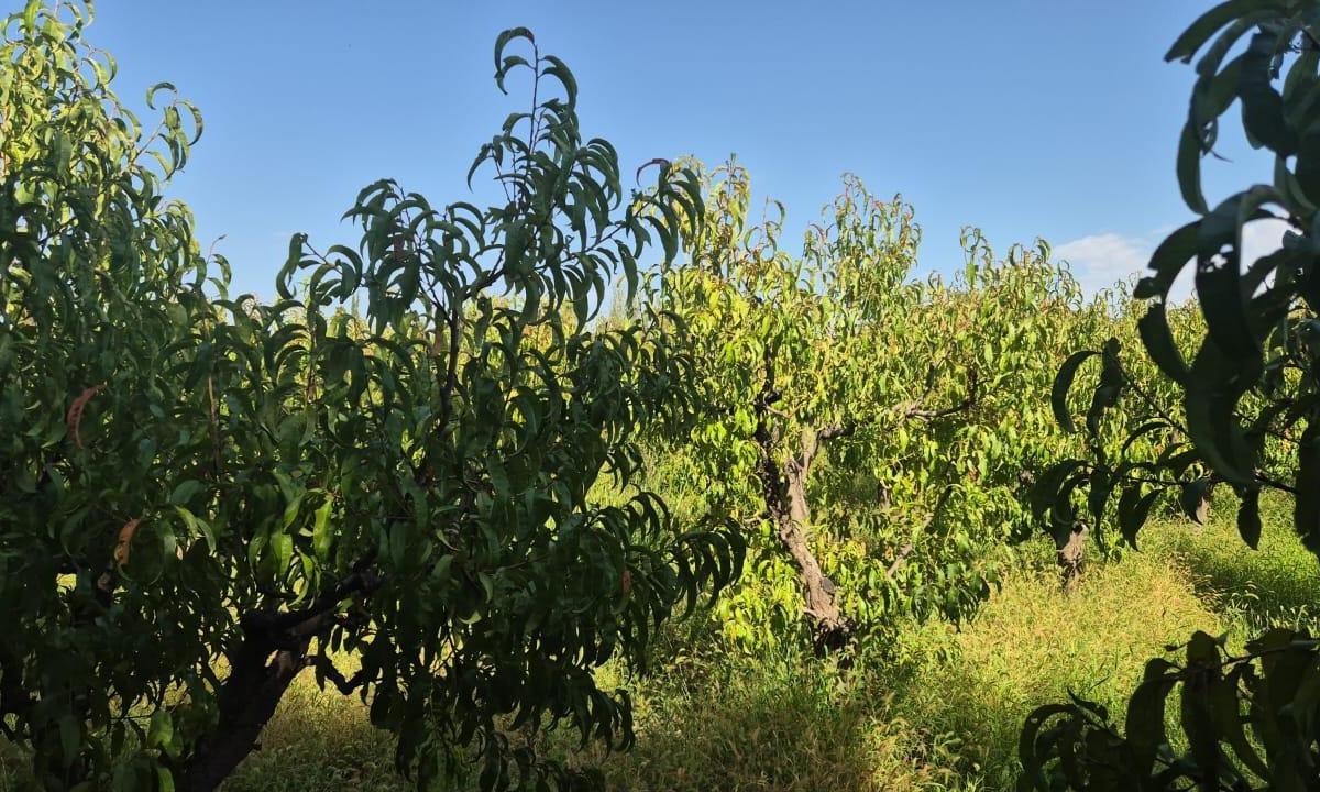 Vende Finca Sobre Callejón Menacho, San Martín, Mendoza. 1