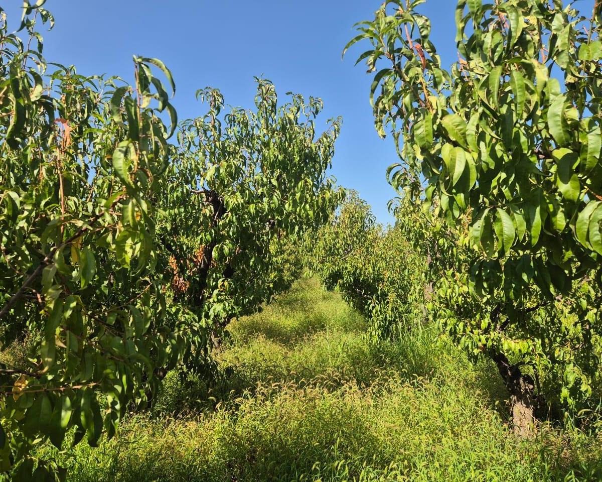Vende Finca Sobre Callejón Menacho, San Martín, Mendoza. 2