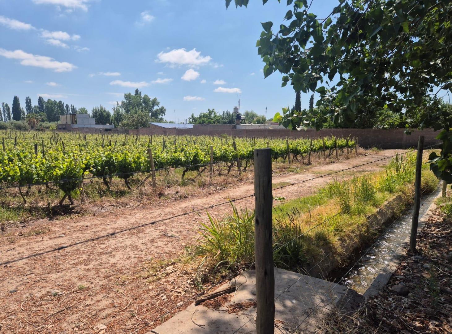 Foto de VENDE TERRENO IDEAL PARA LOTEO EN LUNLUNTA, MAIPÚ, MENDOZA., imagen 5