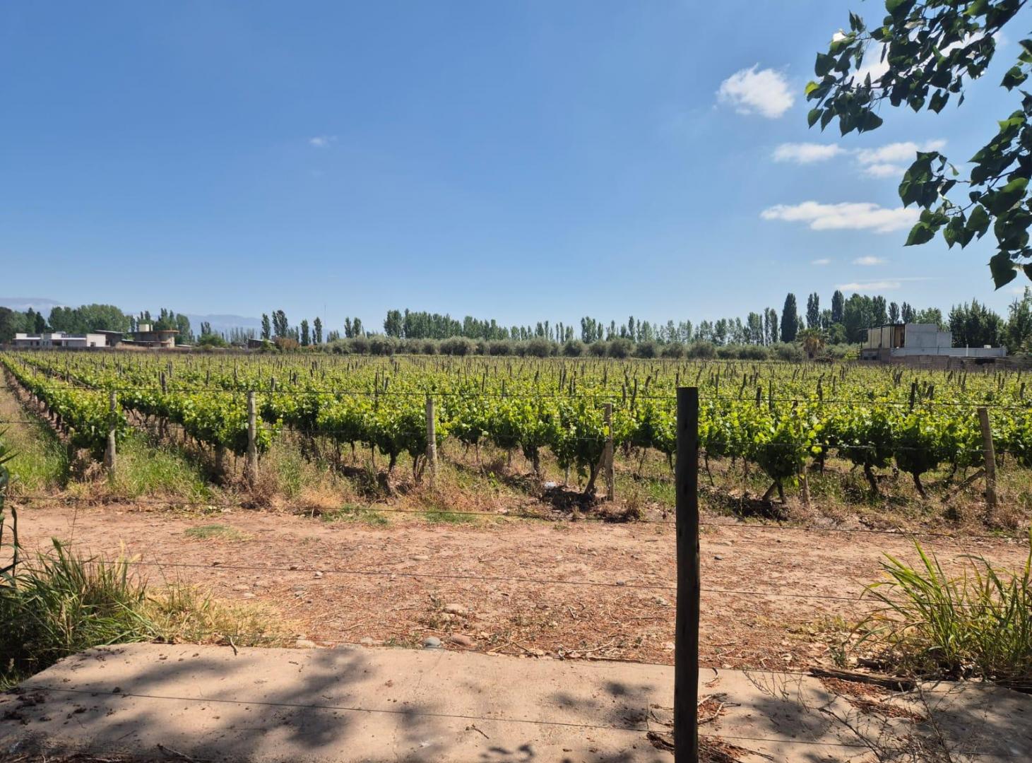 Foto de VENDE TERRENO IDEAL PARA LOTEO EN LUNLUNTA, MAIPÚ, MENDOZA., imagen 1