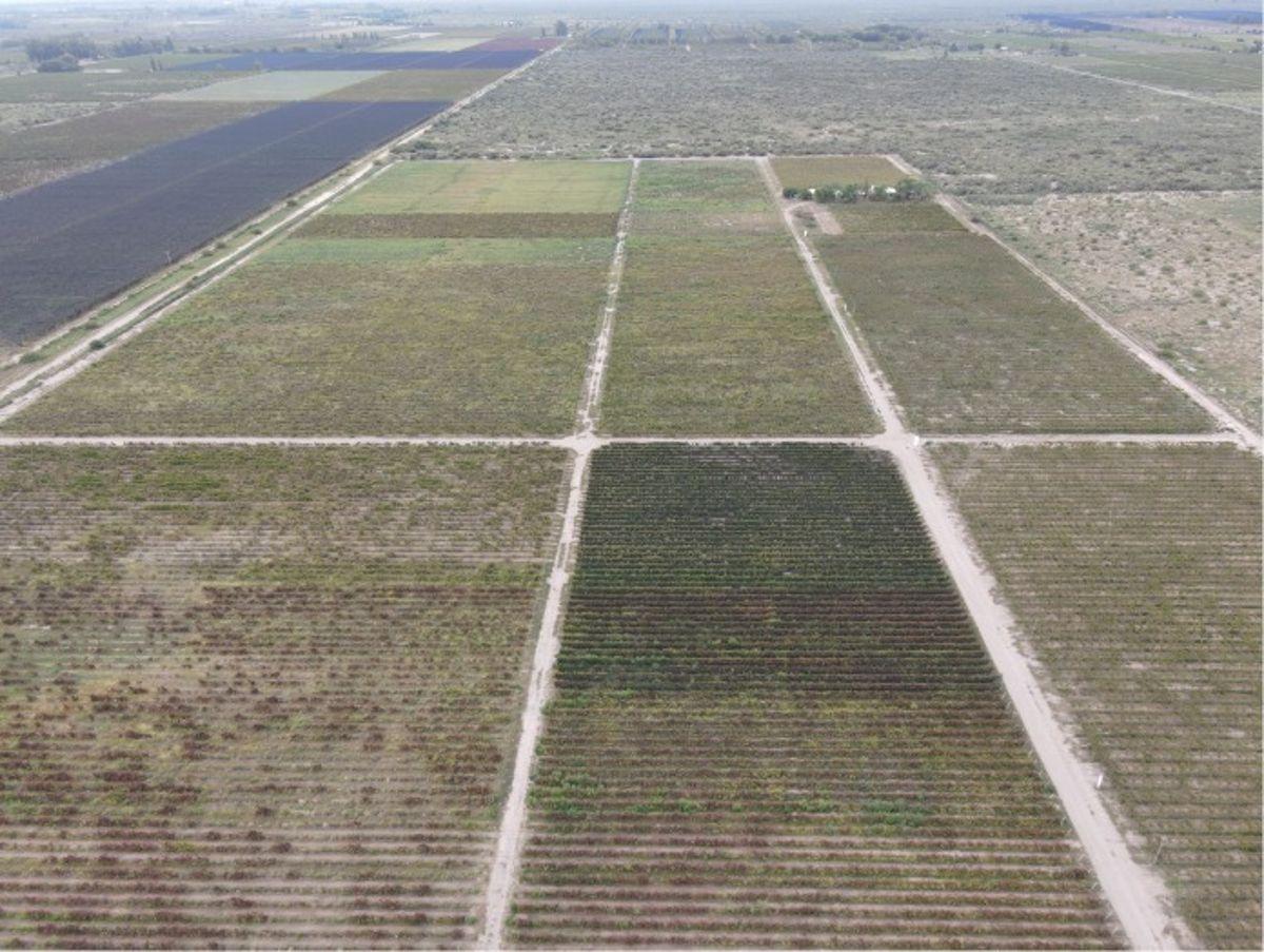 Foto de VENTA CONJUNTA DE 3 FINCAS CONTIGUAS QUE CONFORMAN UNA UNIDAD, imagen 5