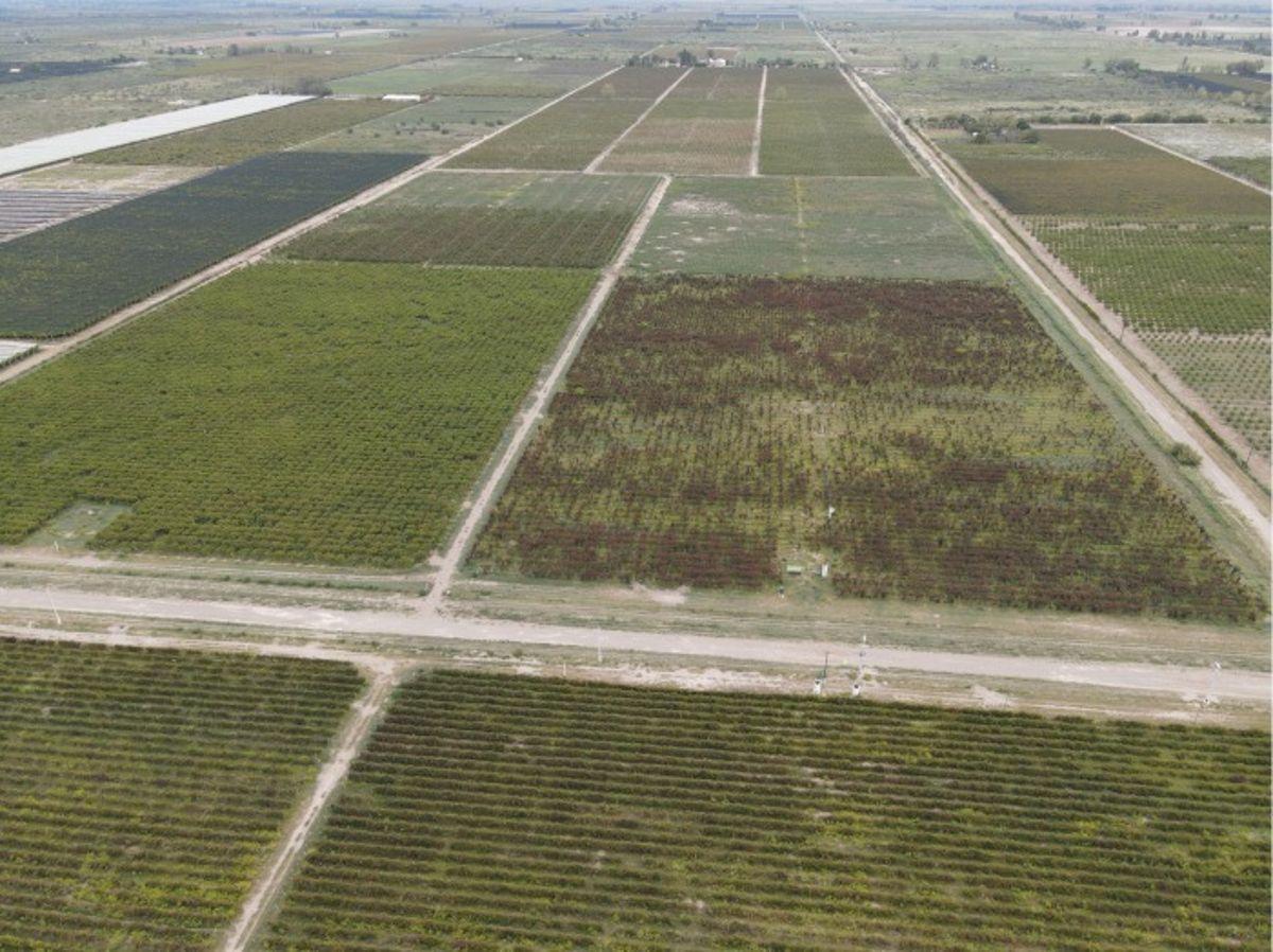 Foto de VENTA CONJUNTA DE 3 FINCAS CONTIGUAS QUE CONFORMAN UNA UNIDAD, imagen 4