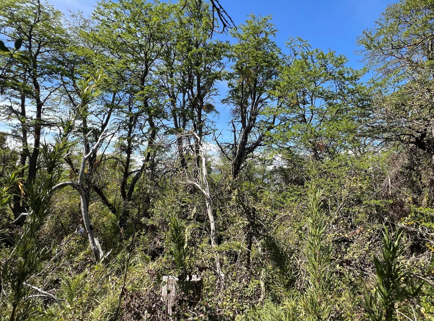 Foto de Oportunidad en Barrio Kaleuche – Terreno de 600 m² con Vegetación Nativa, imagen 5